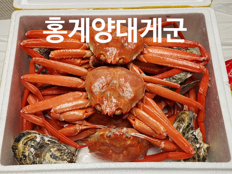 홍게양대게군 이미지