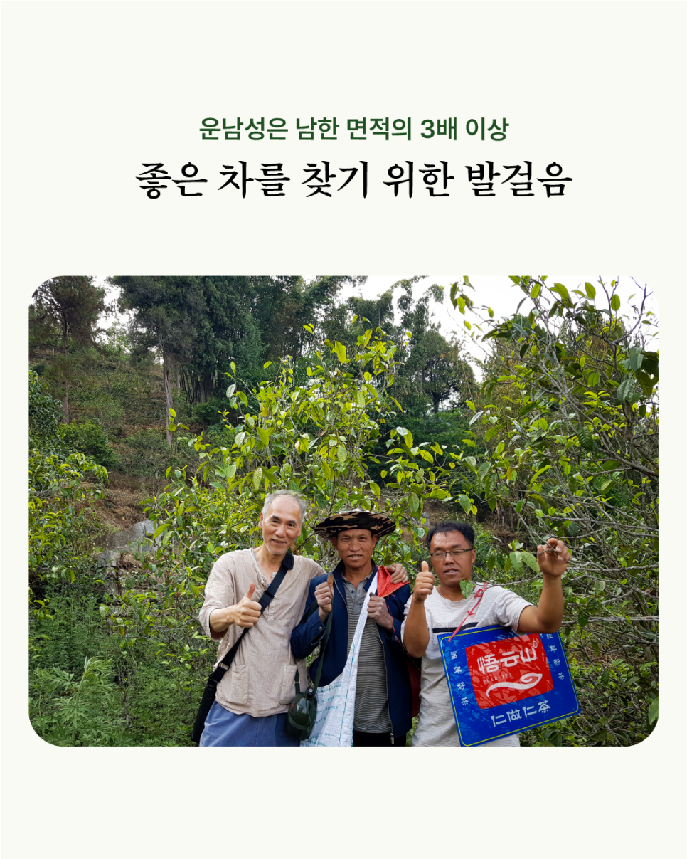 오운산 석가명차 이미지