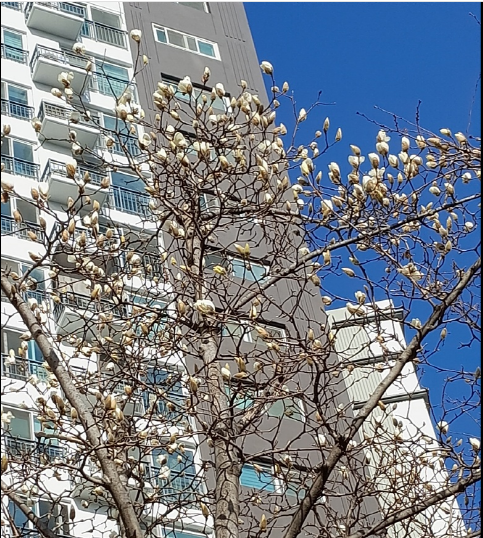 목연 이미지