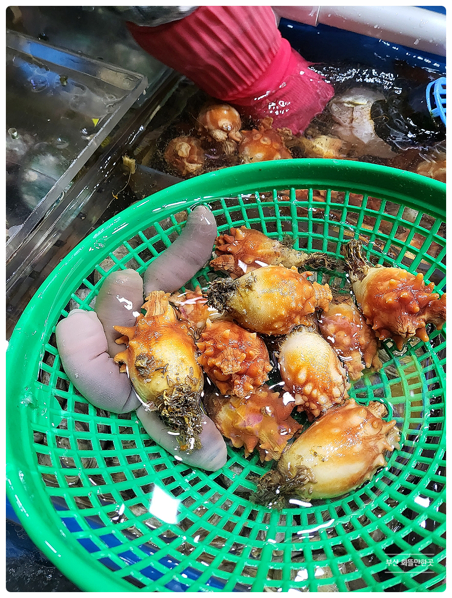 부산멍게 이미지