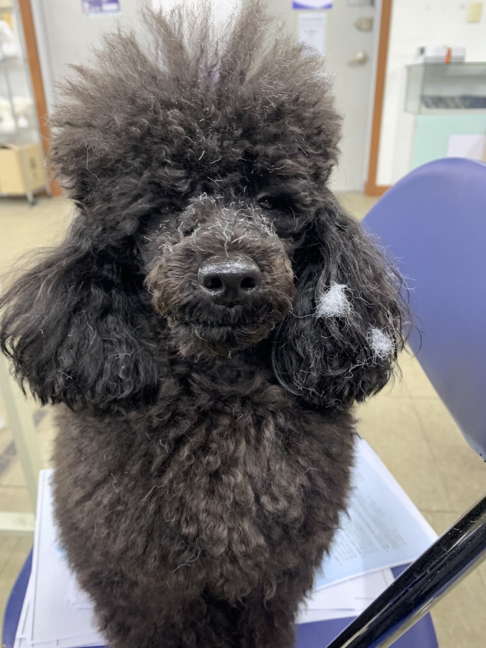 강북에이스애견미용학원 이미지