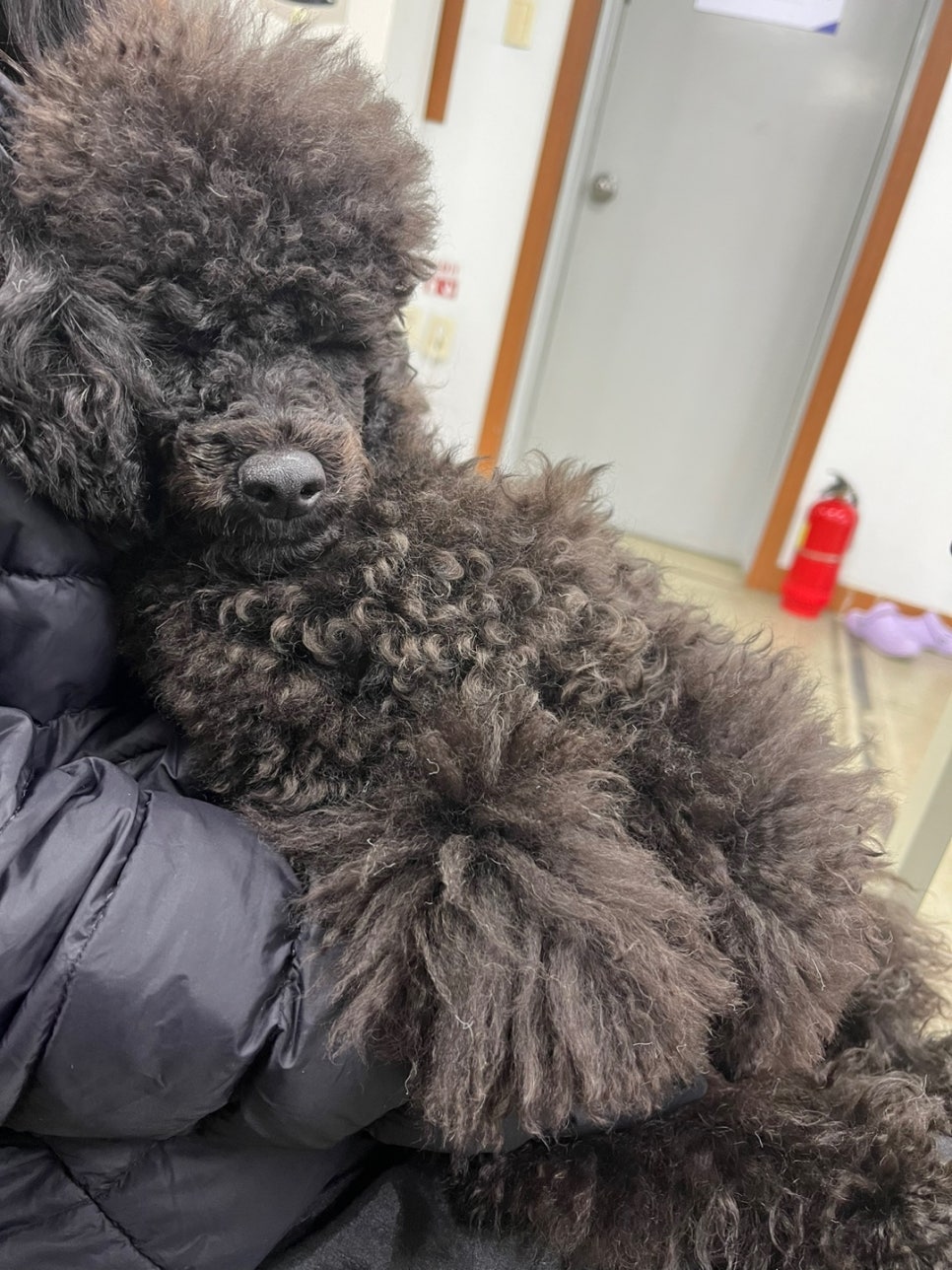 강북에이스애견미용학원 이미지