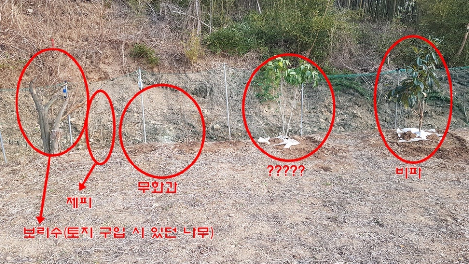 대성조경농원 이미지