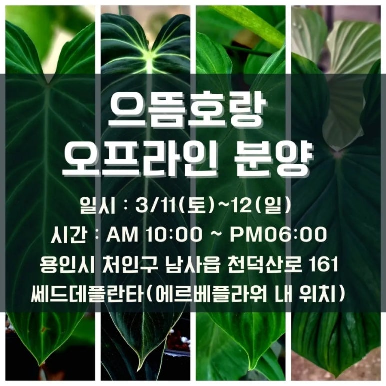 쎄드데플란타 이미지