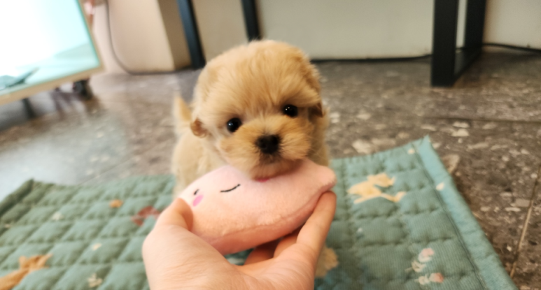 푸른들동물병원 이미지
