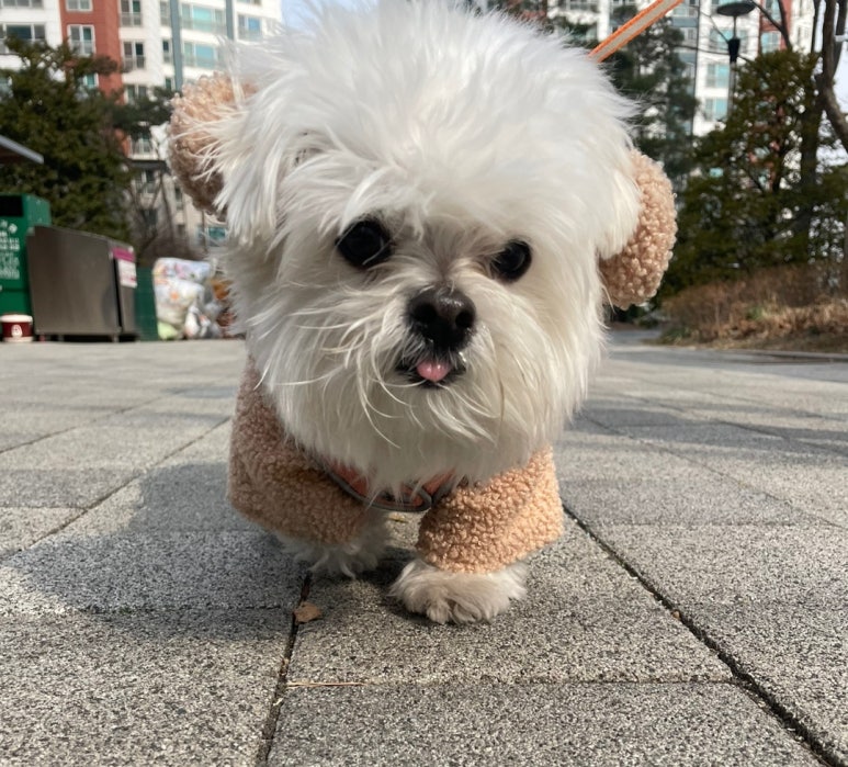 물만난댕댕이 이미지
