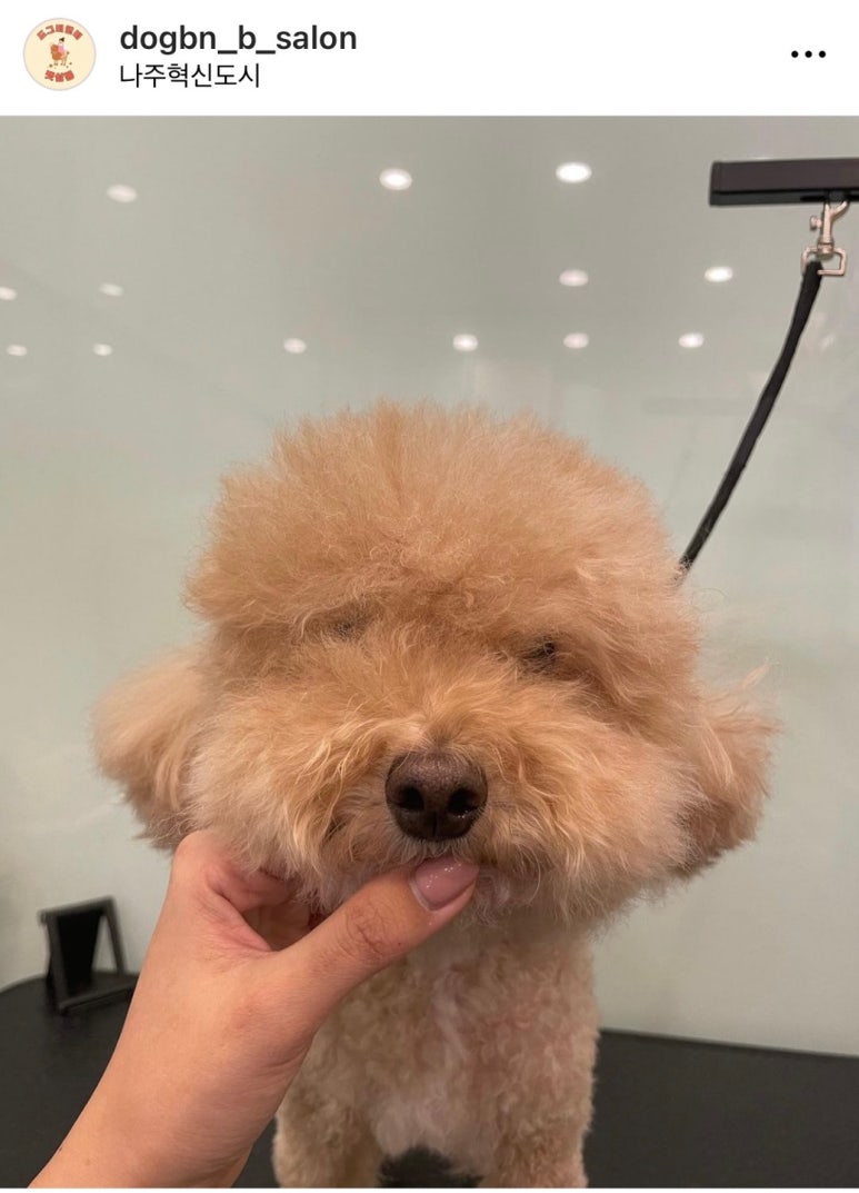 도그비앤비 이미지