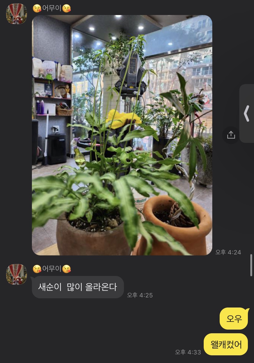 오하이플라워 이미지