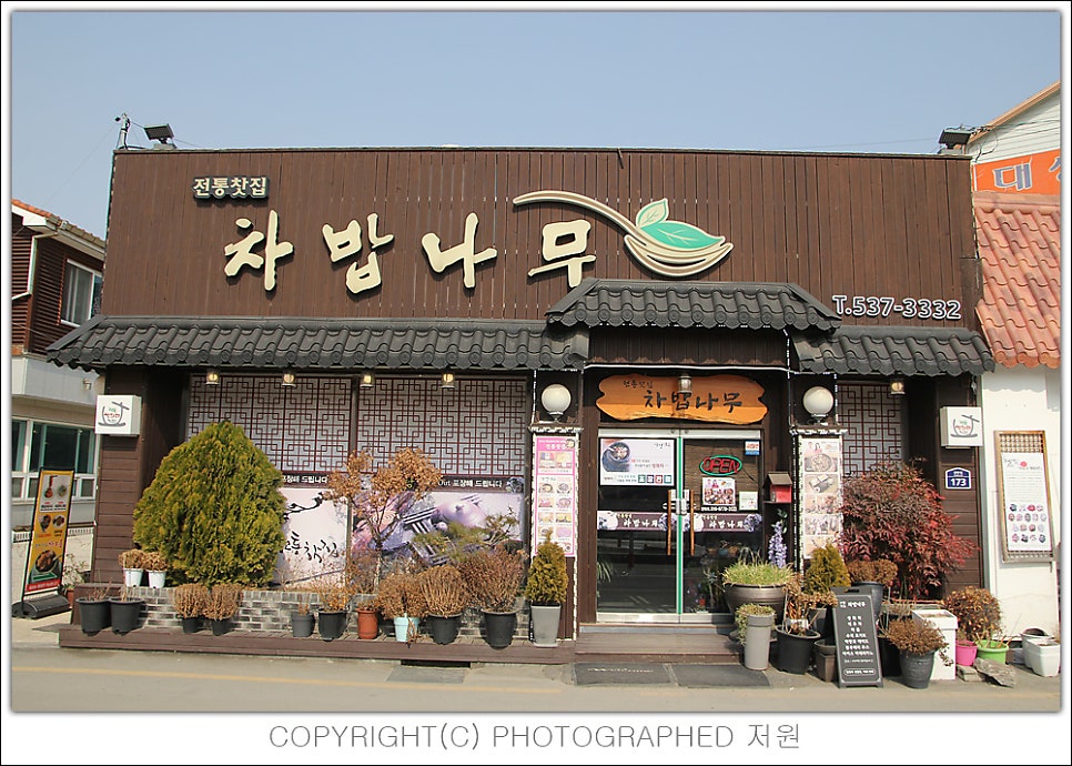 차밥나무 이미지