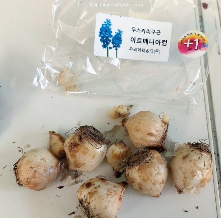 마니아 컴 이미지