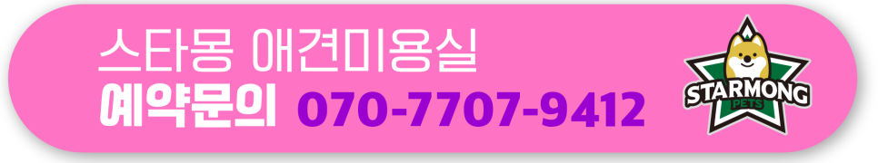 말티즈 스포팅컷 미용 후기: 스타몽 강남점 여름 그루밍 — 사진 7