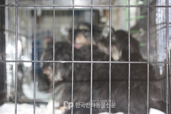 안기고물 이미지