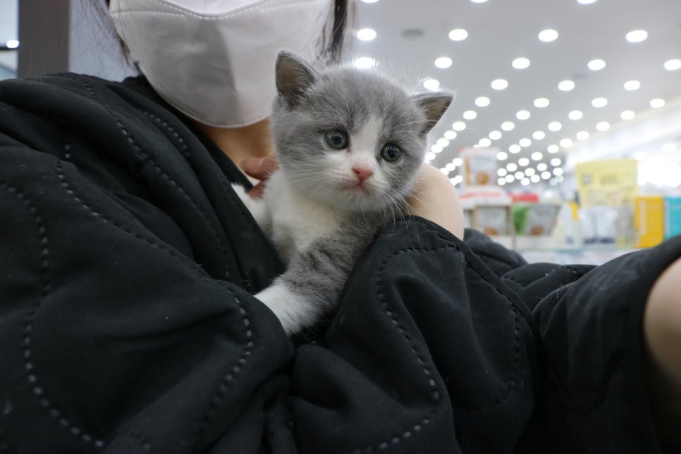 야옹이헤어 이미지