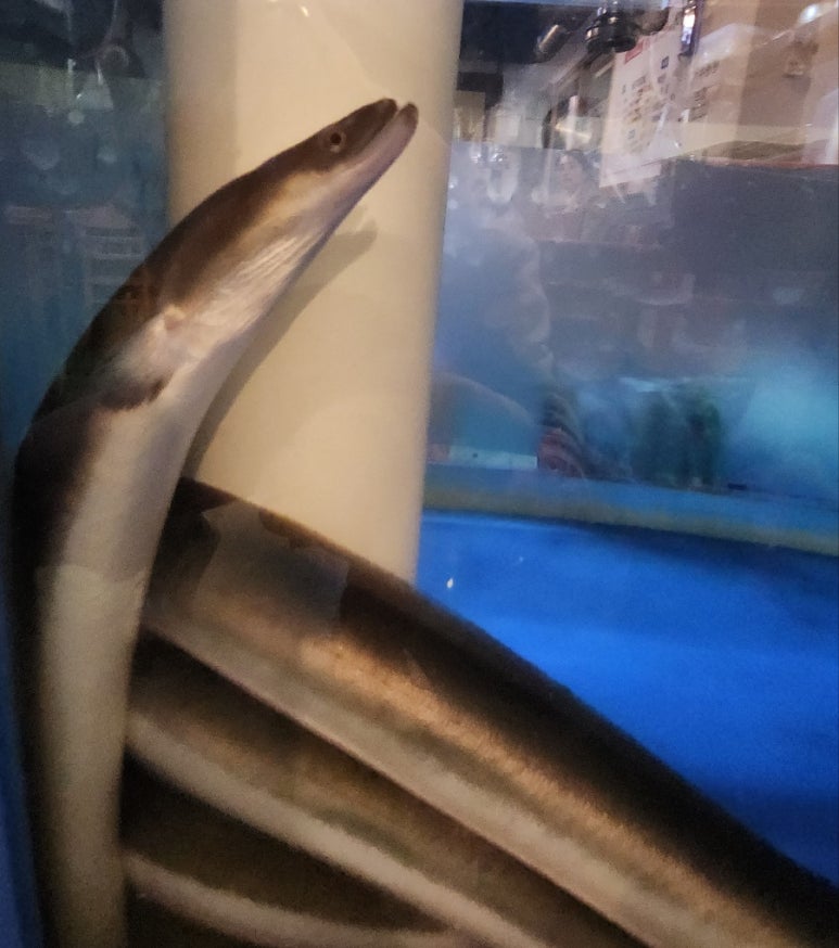 대왕참숯불민물장어 이미지