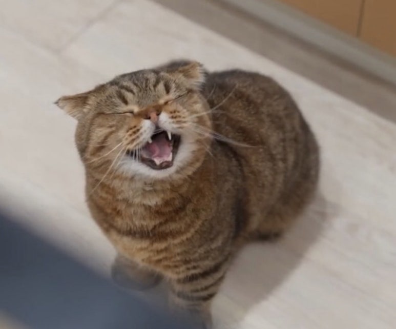 카츠식당 이미지