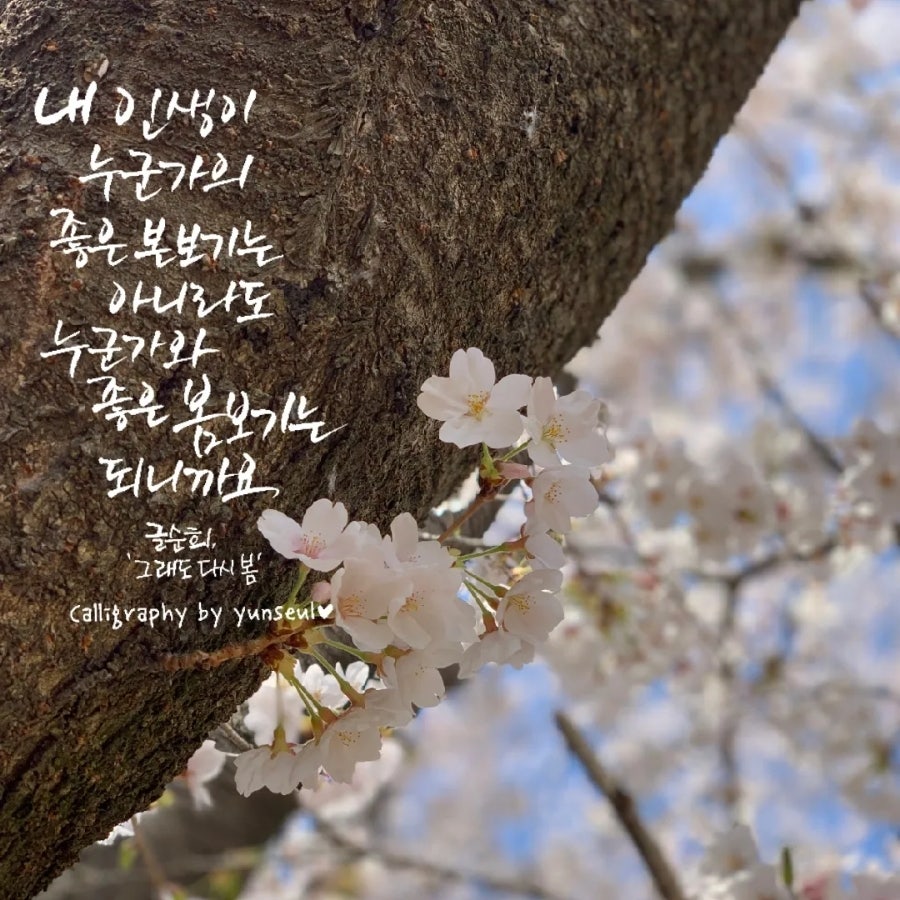 다시봄캘리 이미지