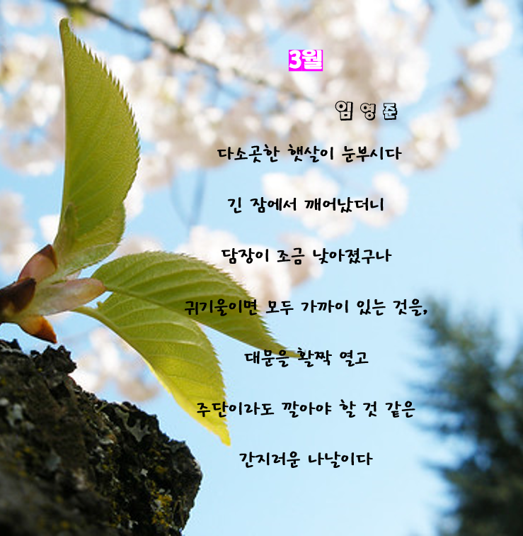 영도주단 이미지