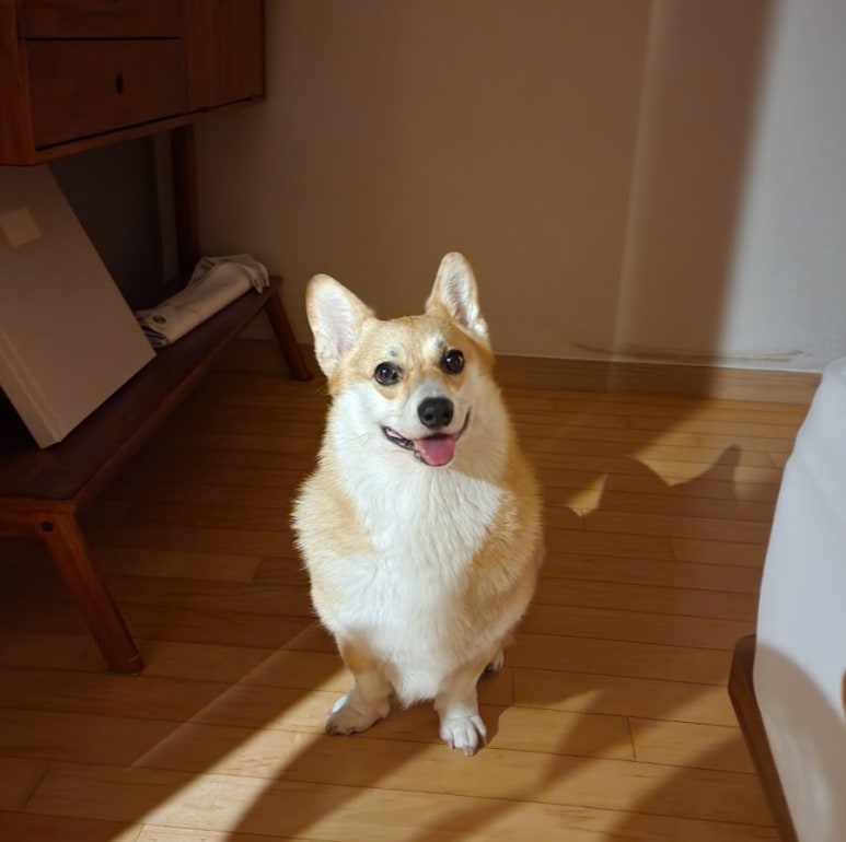 하이하이디 이미지