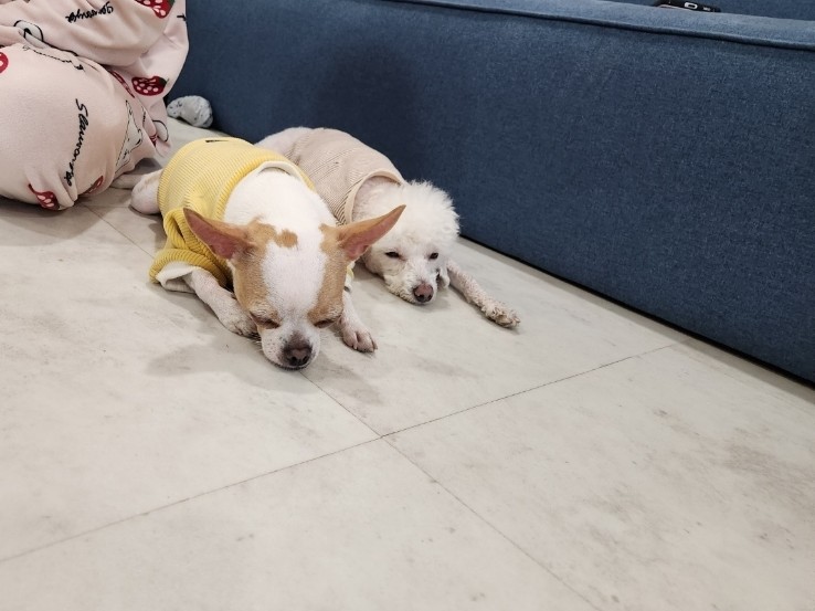 자니펜션 이미지