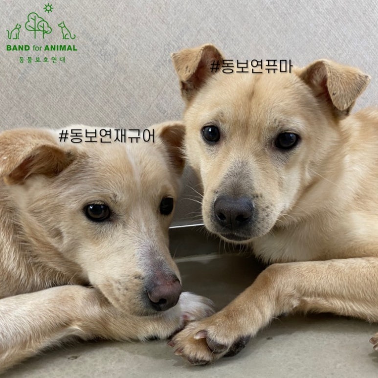 푸마온양 이미지