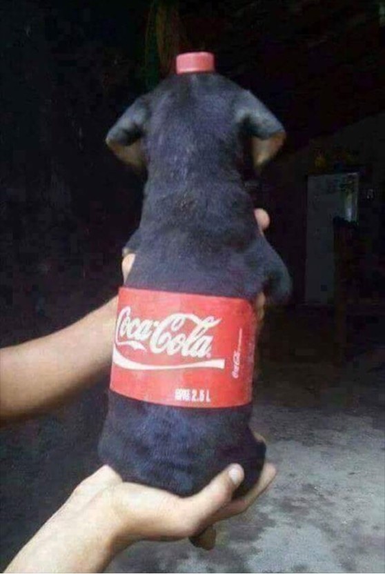 띵가띵가 이미지