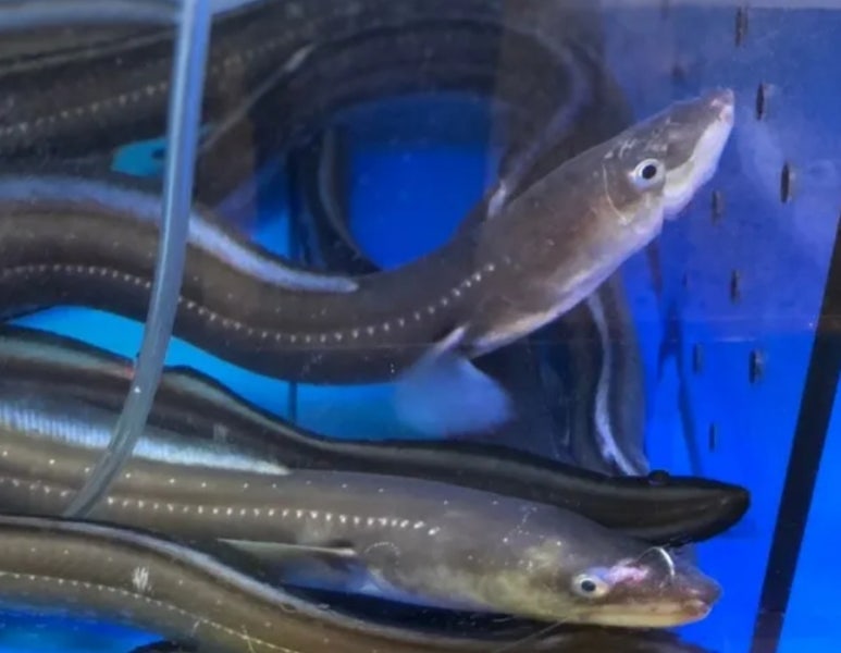 장어통발수산 이미지