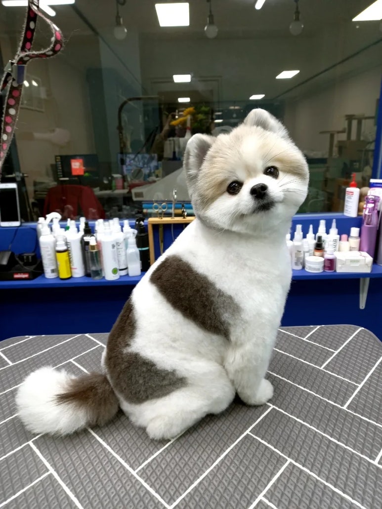 가위공쥬 이미지