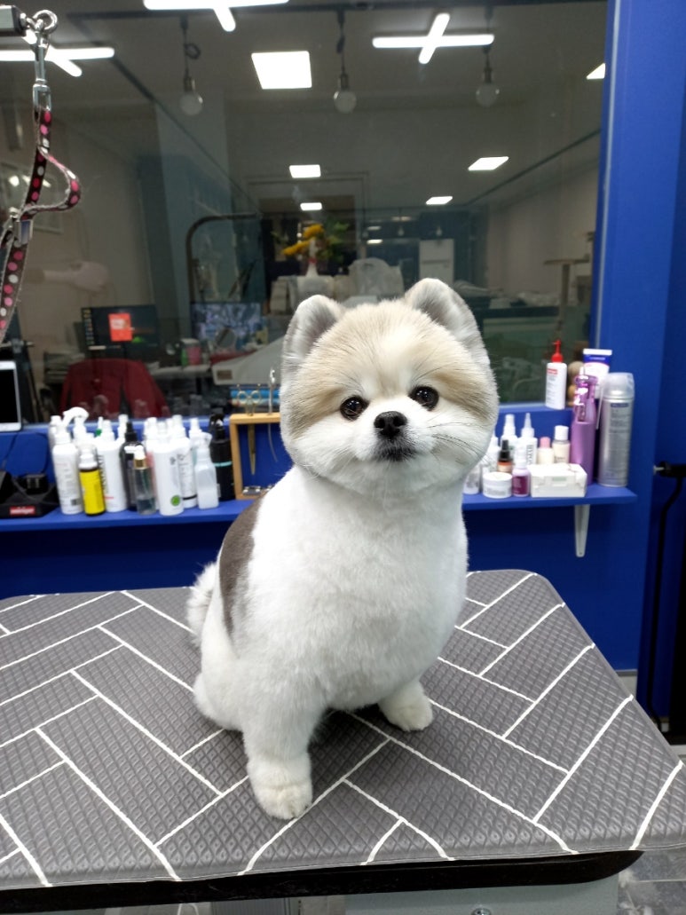 가위공쥬 이미지