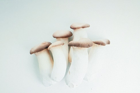 더치콩 이미지