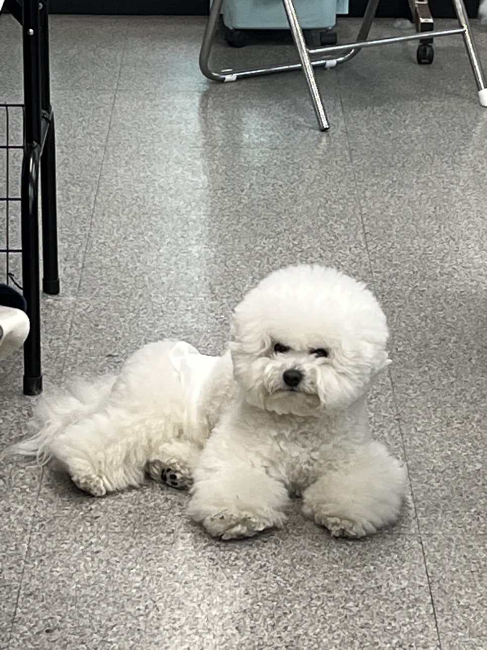 강북에이스애견미용학원 이미지