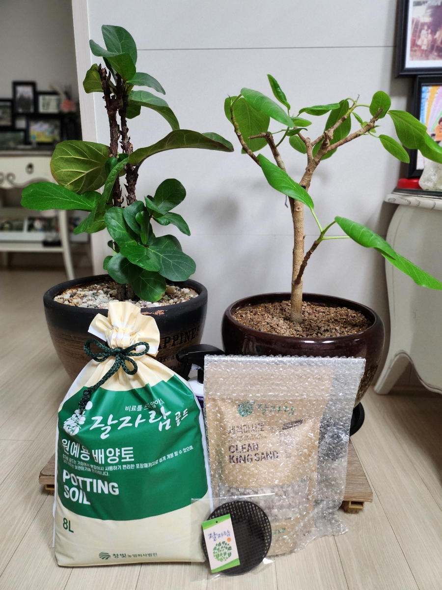 자람주머니 이미지