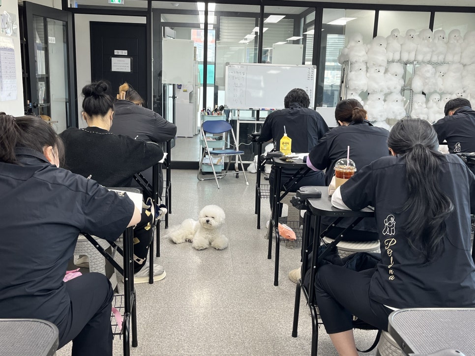 에이스애견미용학원 이미지