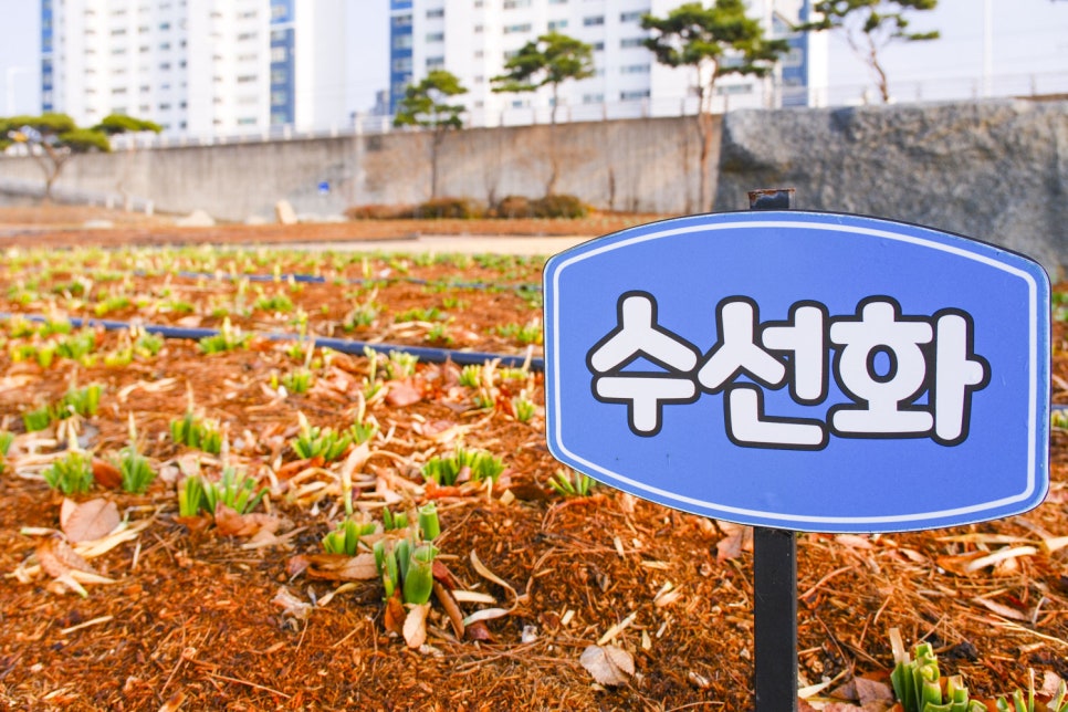 조성꽃순이 이미지
