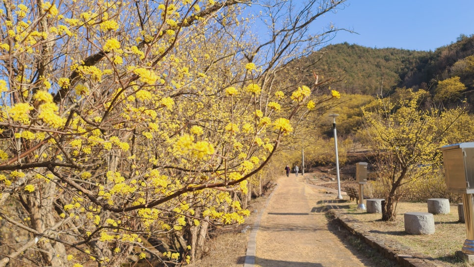 산수유권역 이미지