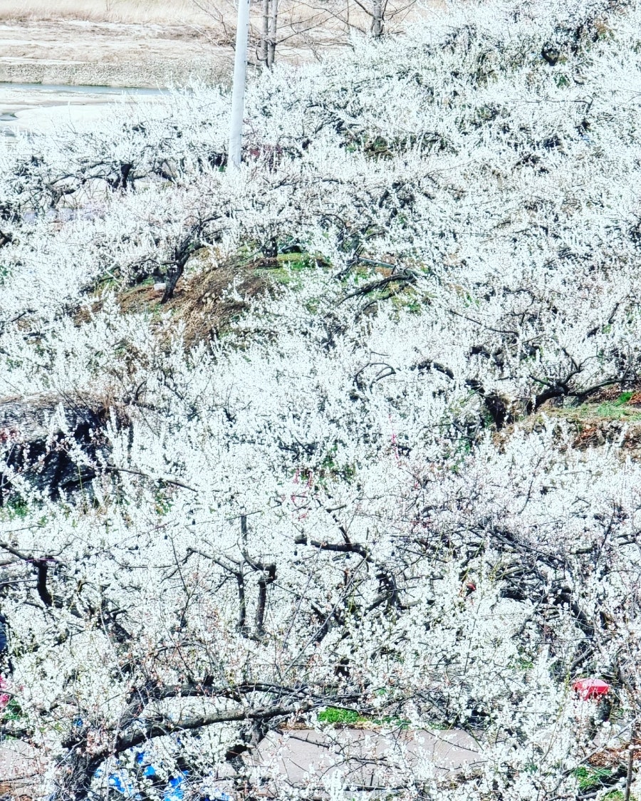 그날의꽃 이미지