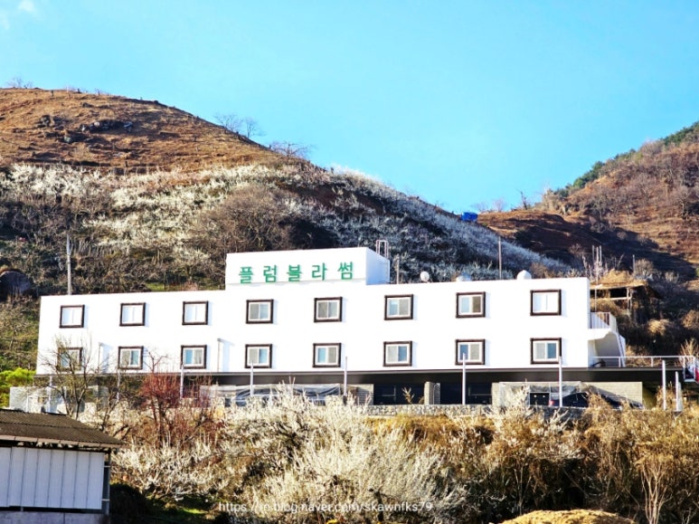 플럼블라썸 이미지