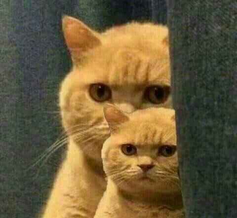 붙이다니 이미지