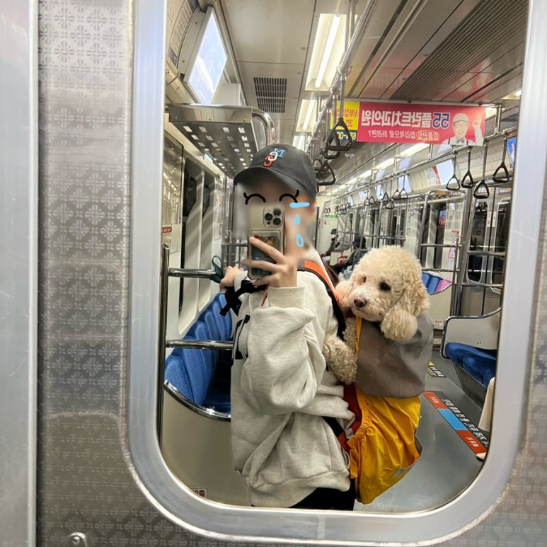 대중도기 이미지