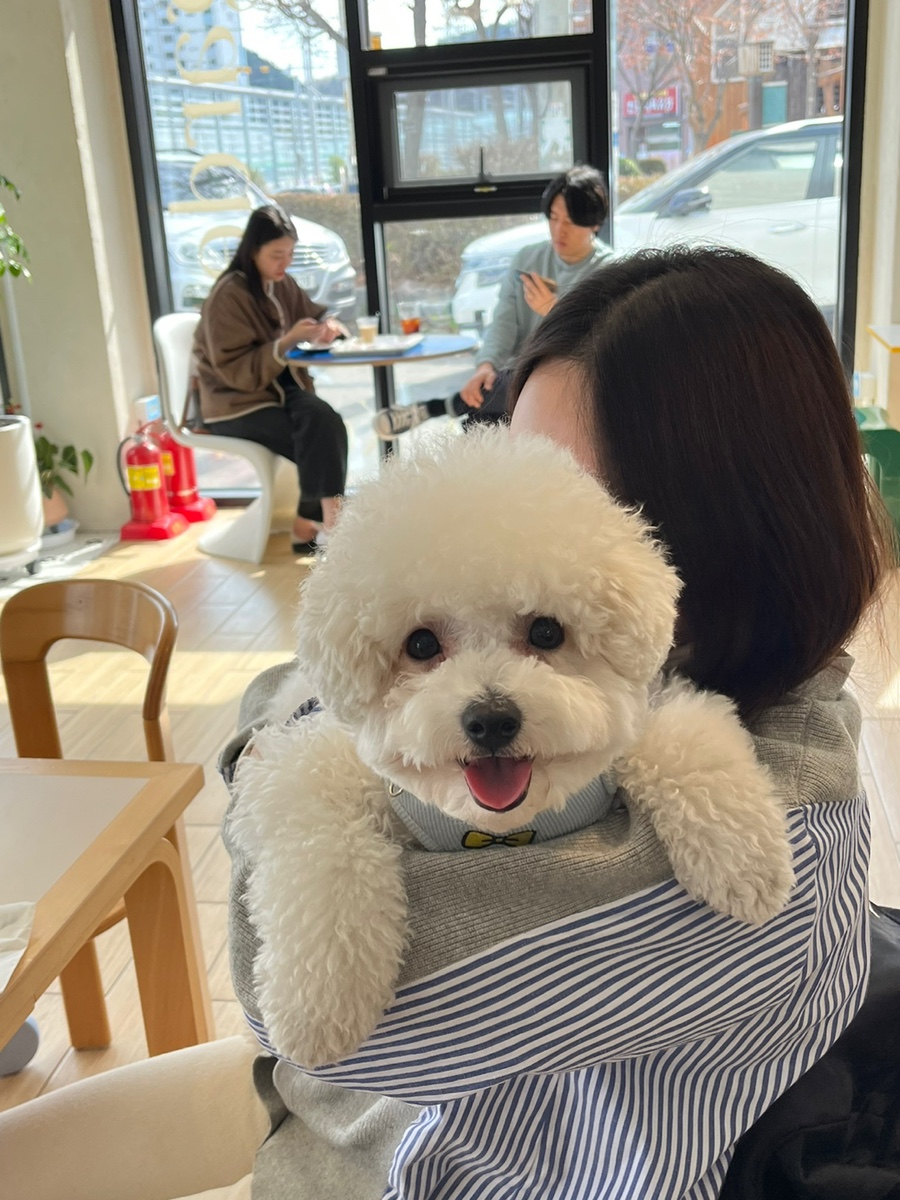 콜프로스터스 이미지