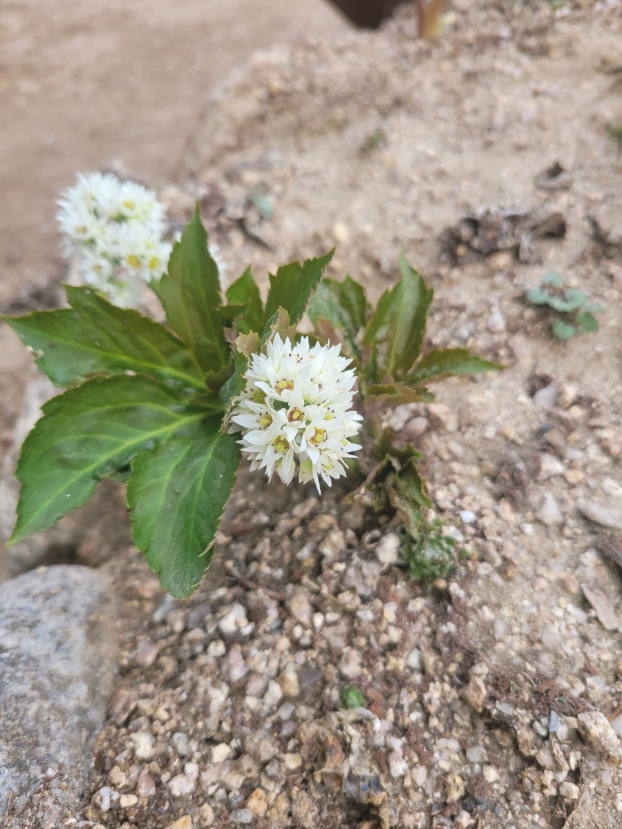 단양마늘와송만두 이미지