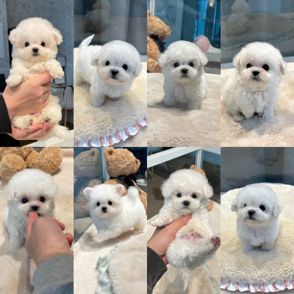 (주) 블러썸 이미지