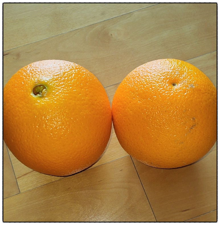 이벤트오렌지나무 이미지