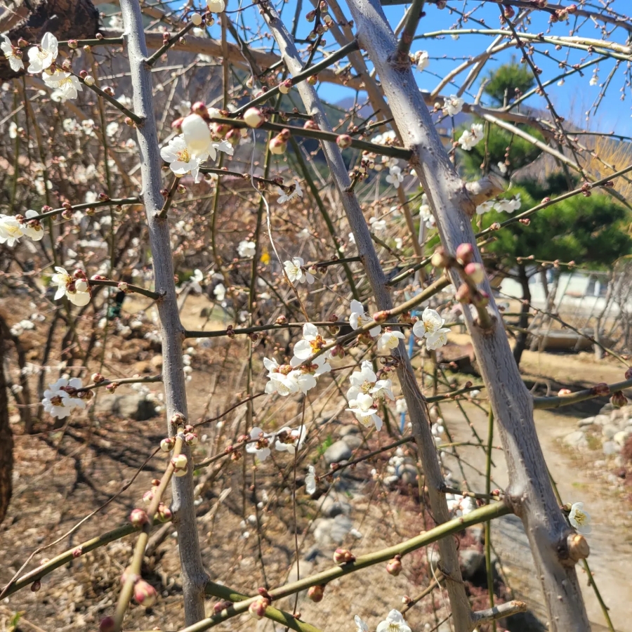 단양마늘와송만두 이미지