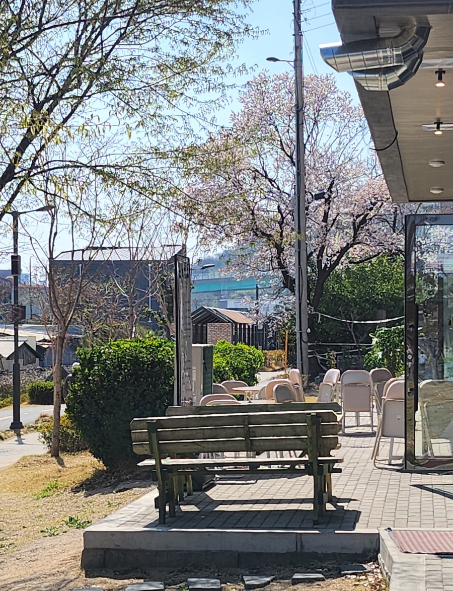 순결포도 이미지