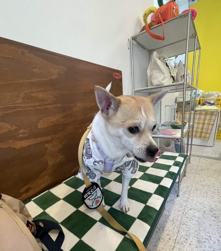 널독(NERDOG) 이미지