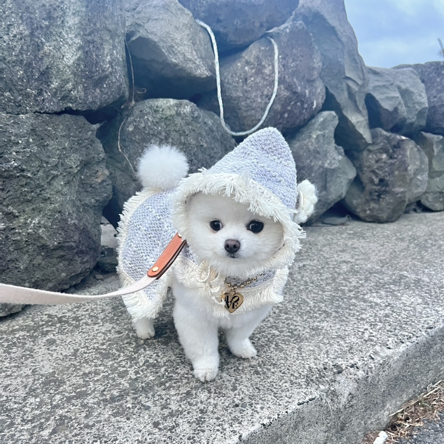 더꿀맛 이미지