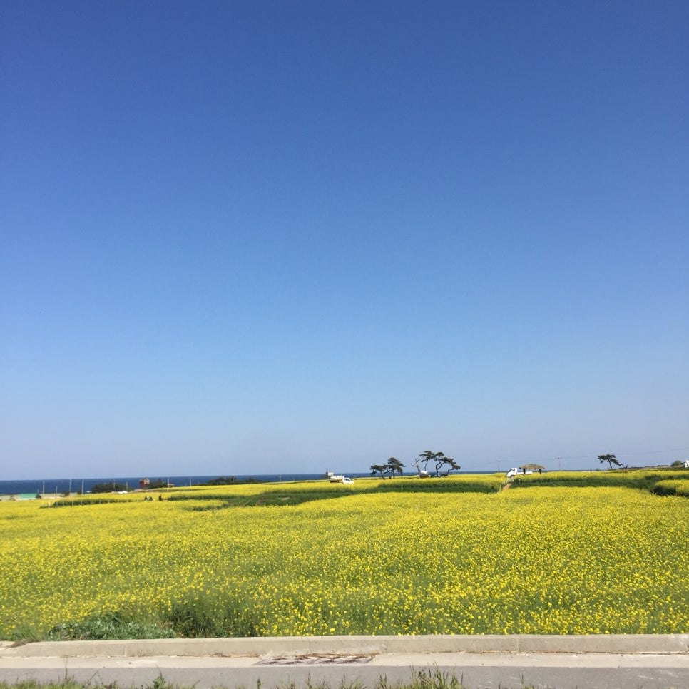 그린자기 이미지