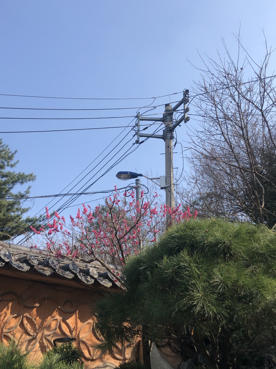 홍매화포차 이미지