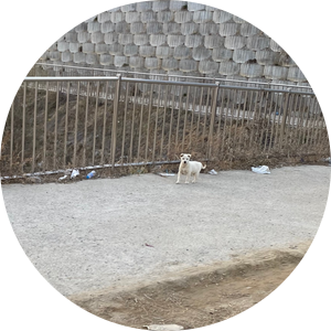 퍼피포레스트 이미지