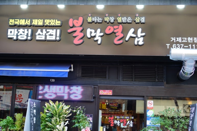 불막열삼 이미지